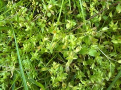 Stellaria apetala