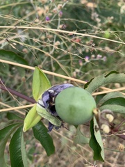 Passiflora cincinnata
