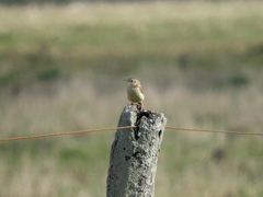 Anthus hellmayri