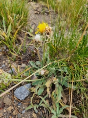Agoseris glauca