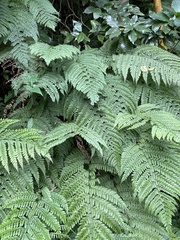 Dryopteridoideae