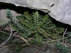Asplenium petrarchae petrarchae