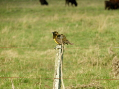 Pseudoleistes virescens
