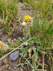 Agoseris glauca