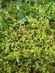 Stellaria apetala