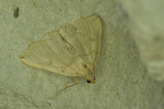Zanclognatha laevigata