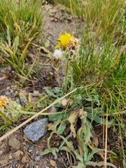 Agoseris glauca