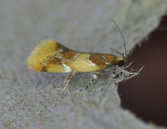 Epicallima argenticinctella