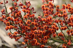 Daviesia brevifolia