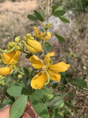 Senna macranthera