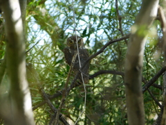 Micrathene whitneyi