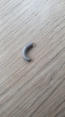 Diplopoda