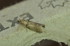 Acrobasis