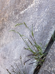 Vahlodea atropurpurea