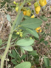 Senna macranthera
