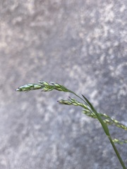 Vahlodea atropurpurea