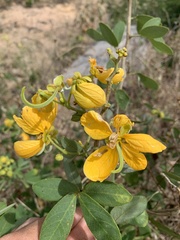 Senna macranthera