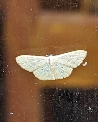 Scopula