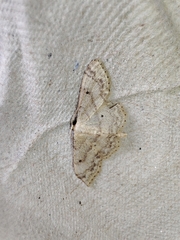 Idaea biselata