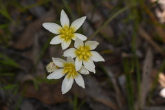 Nothoscordum