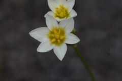 Nothoscordum