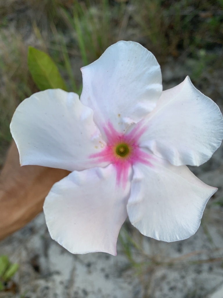 Mandevilla moricandiana