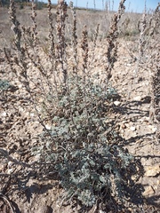 Artemisia fragrans