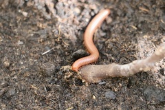 Trigoniulus corallinus