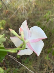 Mandevilla