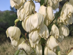 Yucca gloriosa