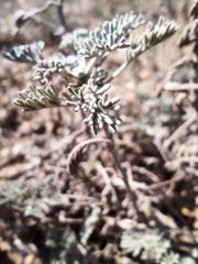 Artemisia fragrans