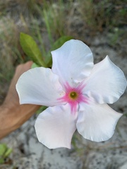 Mandevilla