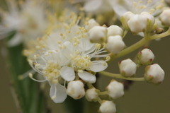 Filipendula vulgaris