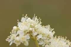 Filipendula vulgaris