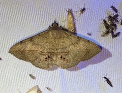 Anticarsia gemmatalis