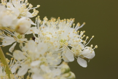 Filipendula vulgaris