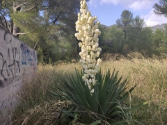Yucca gloriosa