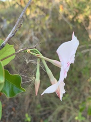 Mandevilla