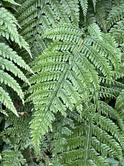 Dryopteridoideae