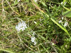 Asperula cynanchica