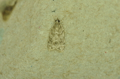 Scoparia basalis