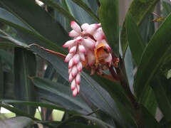 Alpinia zerumbet