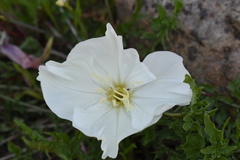 Oenothera acaulis