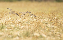 Charadrius morinellus