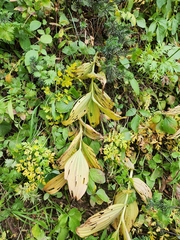 Veratrum viride