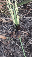 Mallophora leschenaulti