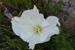Oenothera acaulis