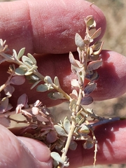 Atriplex confertifolia
