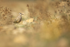 Charadrius morinellus