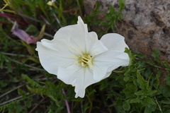 Oenothera acaulis